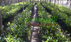 harga bibit mangrove bakau