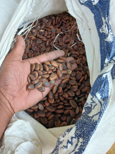 jual biji sengon buto