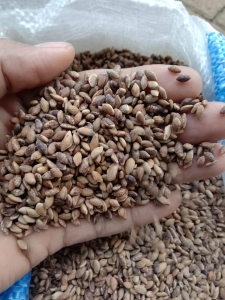 harga biji pinus merkusi
