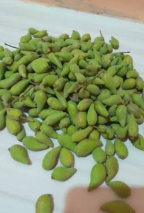Jual biji avicennia
