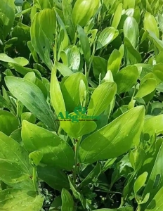 jual bibit akasia