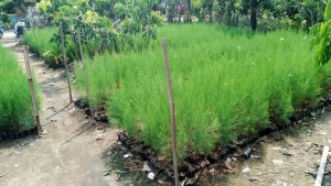 harga bibit cemara laut