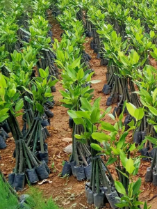 bibit mangrove murah