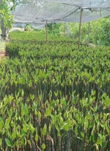 bibit mangrove murah