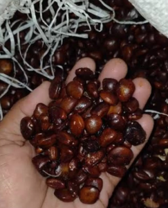 Jual biji asam jawa
