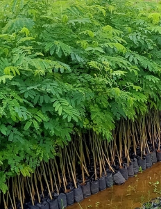 Jual bibit sengon buto