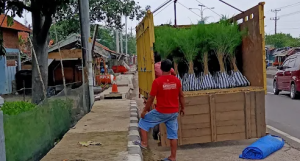 Jual bibit cemara laut untuk proyek