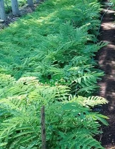 jual bibit sengon laut