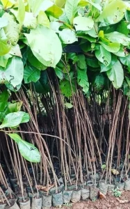 jual bibit ketapang laut