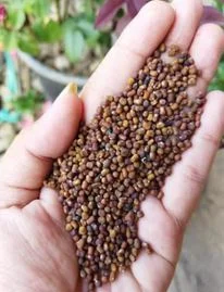 Jual biji PJ (Pueraria javanica)
